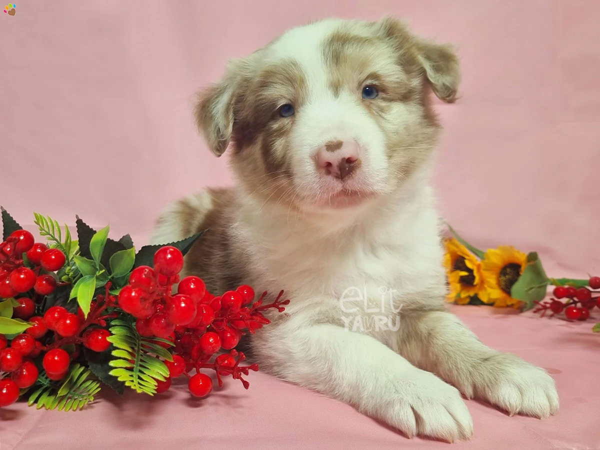Border Collie Billy 2