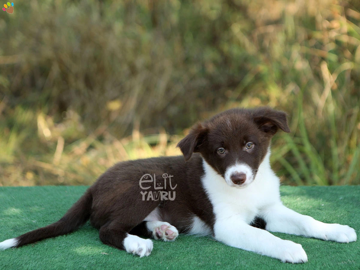Border Collie Bimba 1
