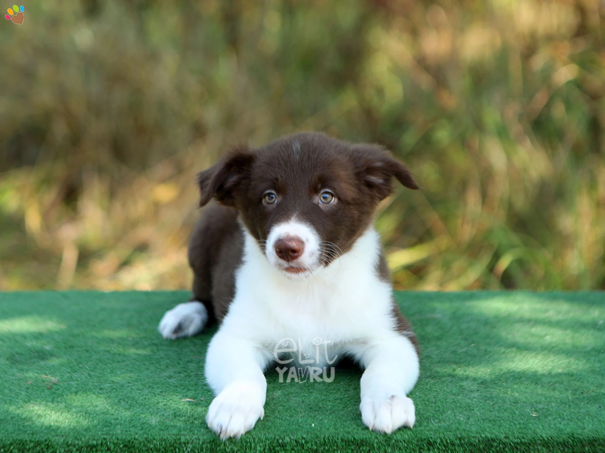 Border Collie Bimba