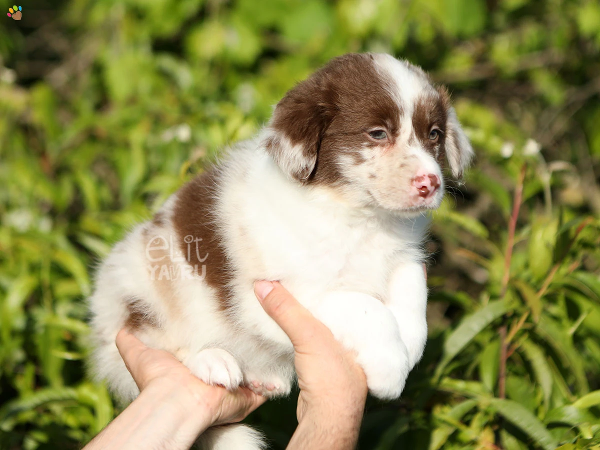 Border Collie Biscuit 1