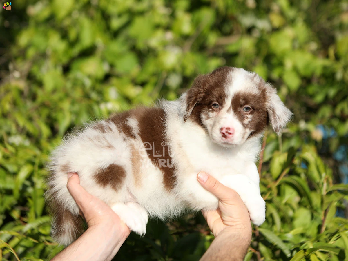 Border Collie Biscuit 2