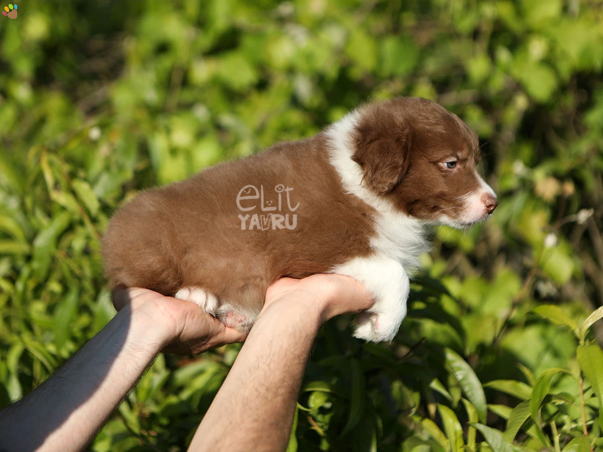 Border Collie Brenda 1