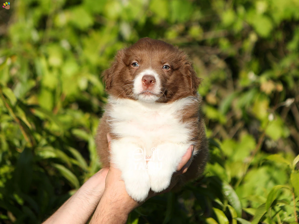 Border Collie Brenda 2