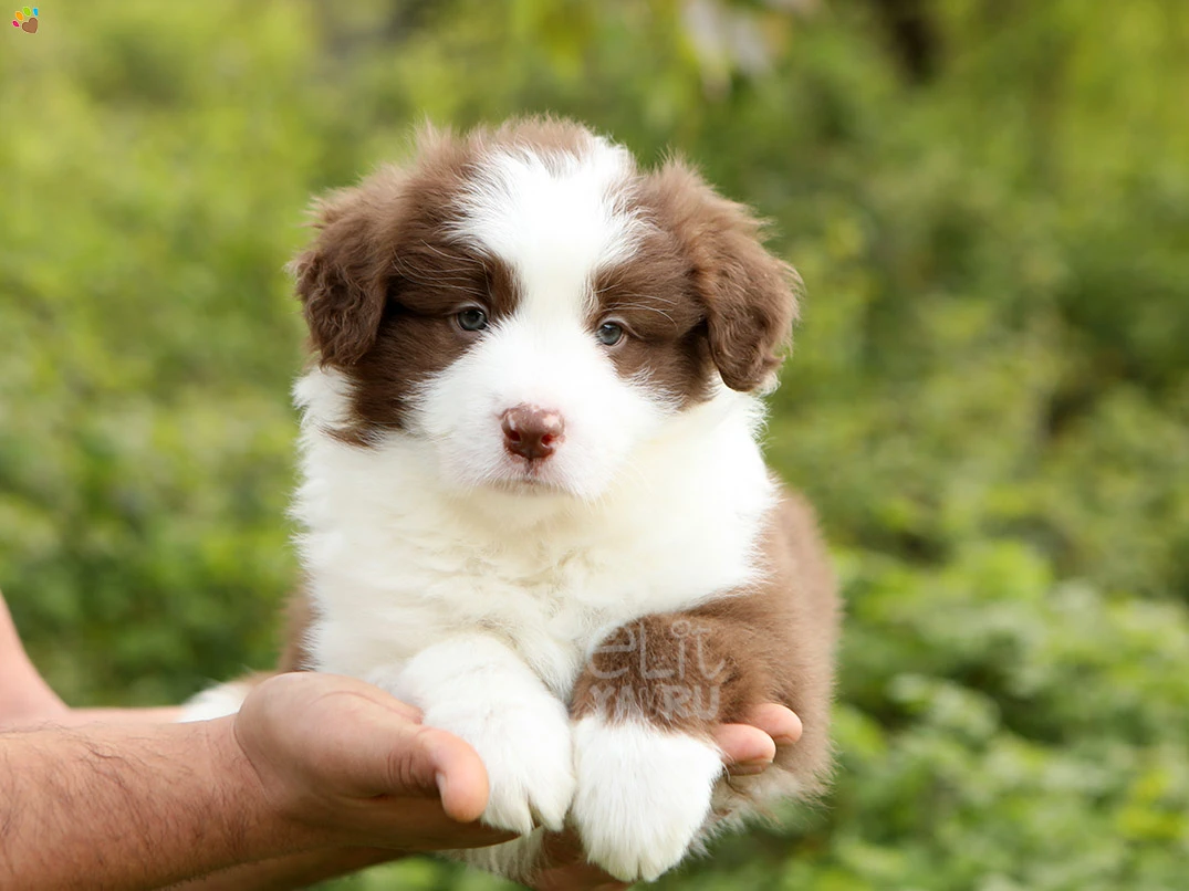 Border Collie Bruno 2