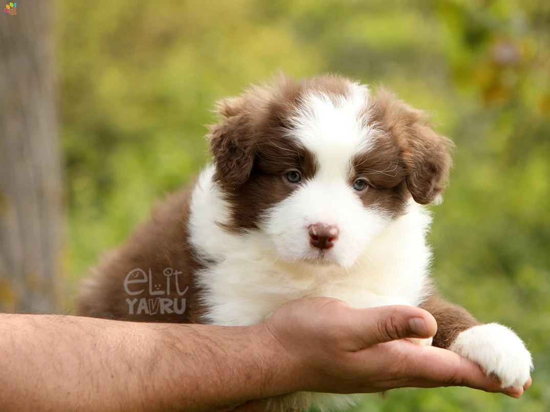 Border Collie Bruno 3