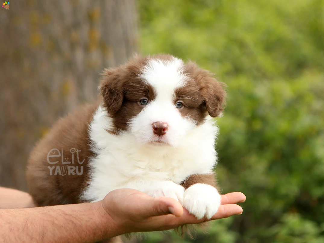 Border Collie Bruno 1