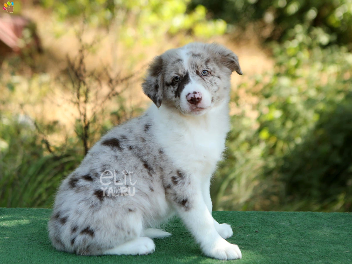 Border Collie Bubbles 2