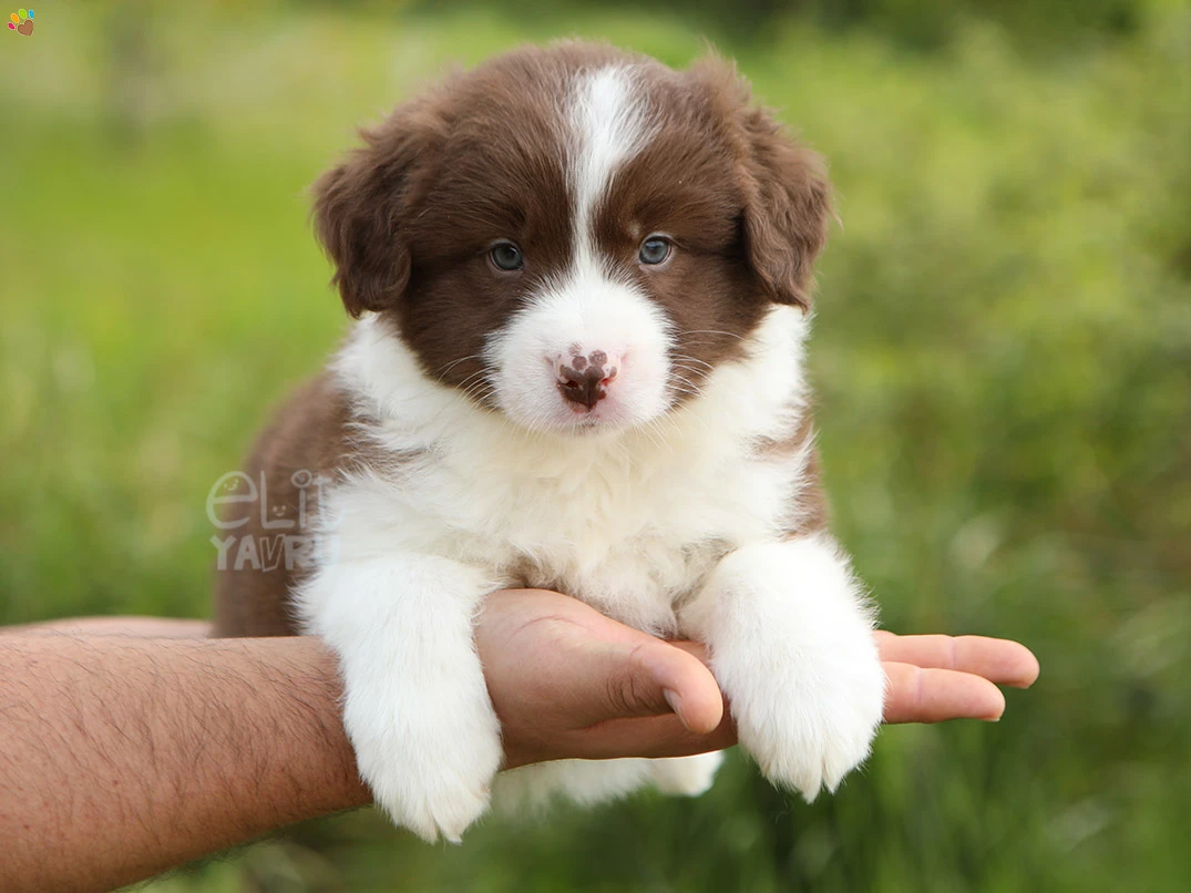 Border Collie Buddy 1