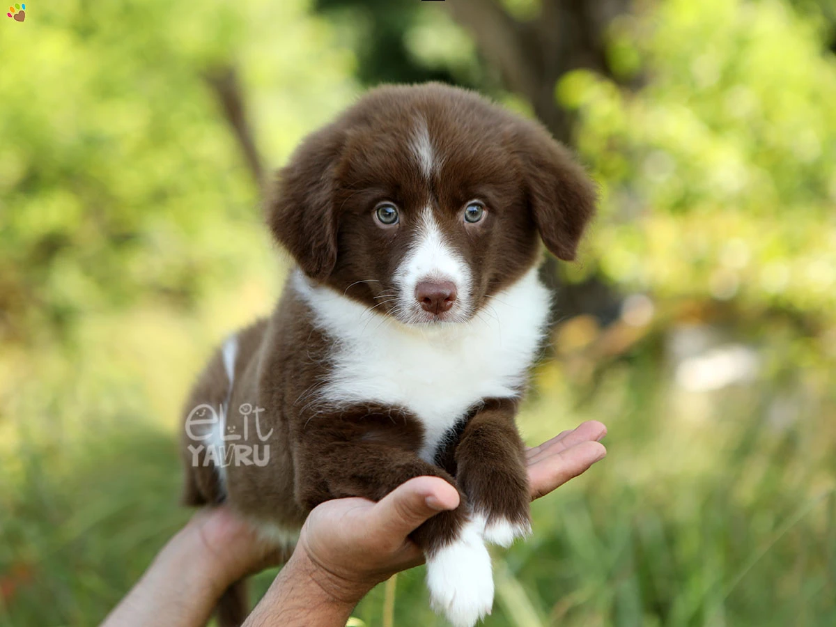 Border Collie Bunny