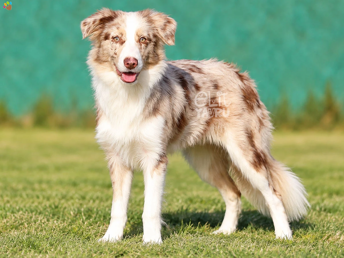 Border Collie Zola 1