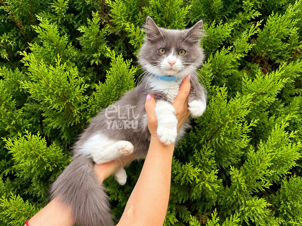 British Shorthair Ziggy 2