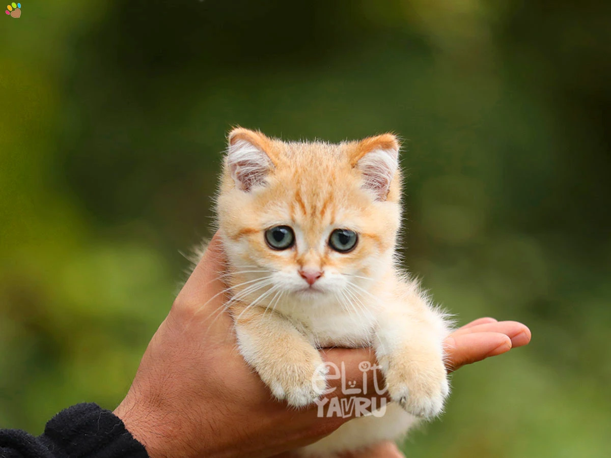 British Shorthair Darwin