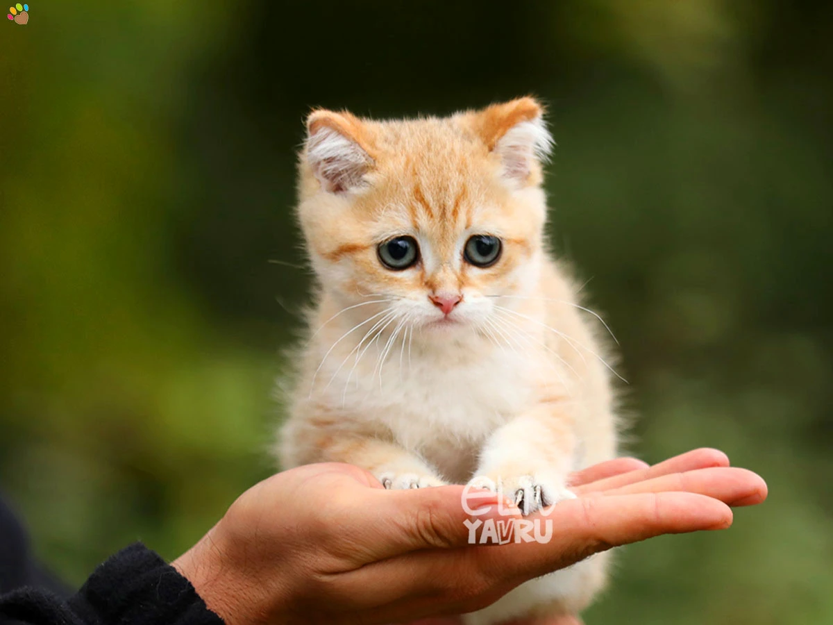 British Shorthair Darwin 3
