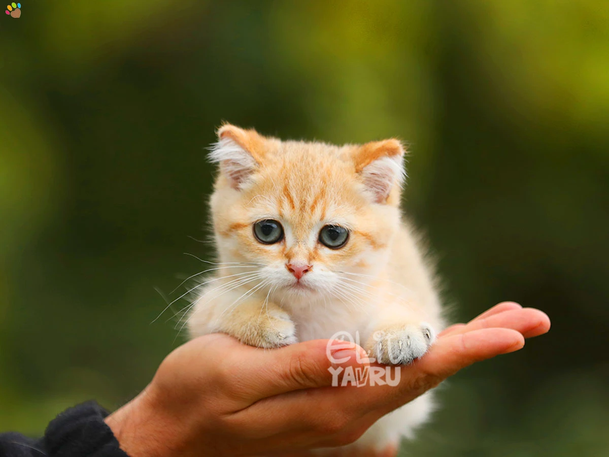 British Shorthair Darwin 1