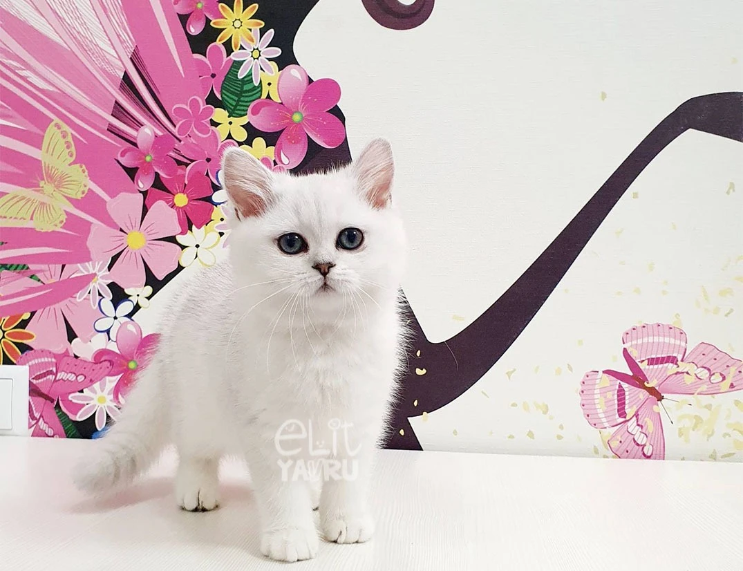 British Shorthair Mia 2