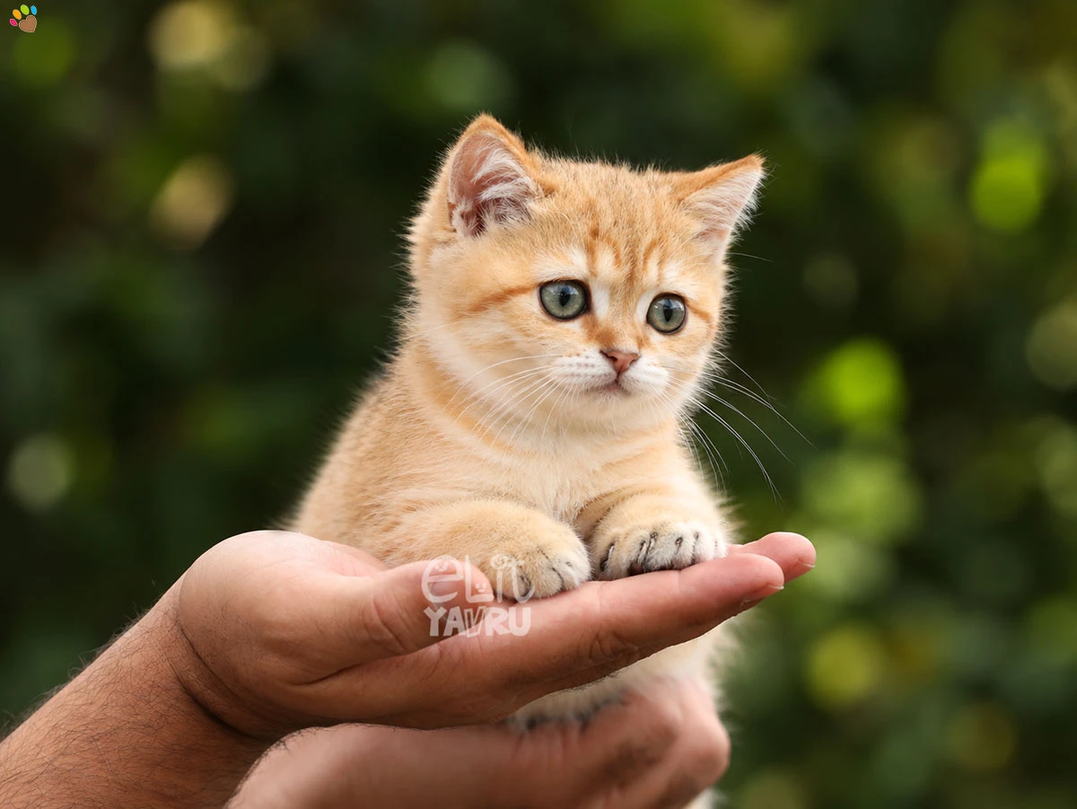British Shorthair Diablo 2