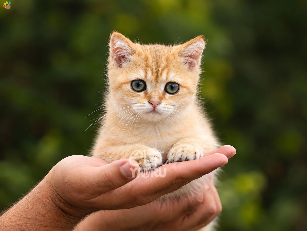 British Shorthair Diablo