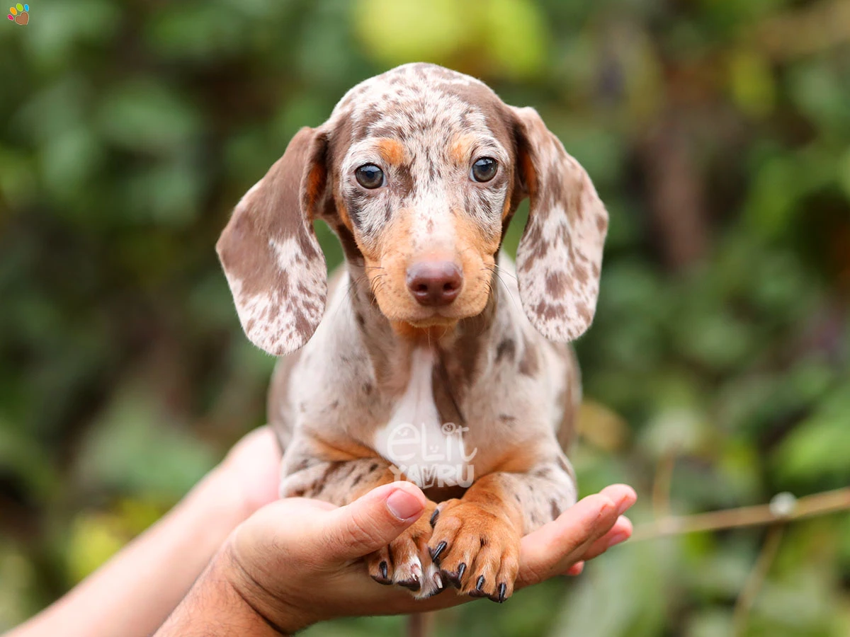 Dachsund Benjamin 3