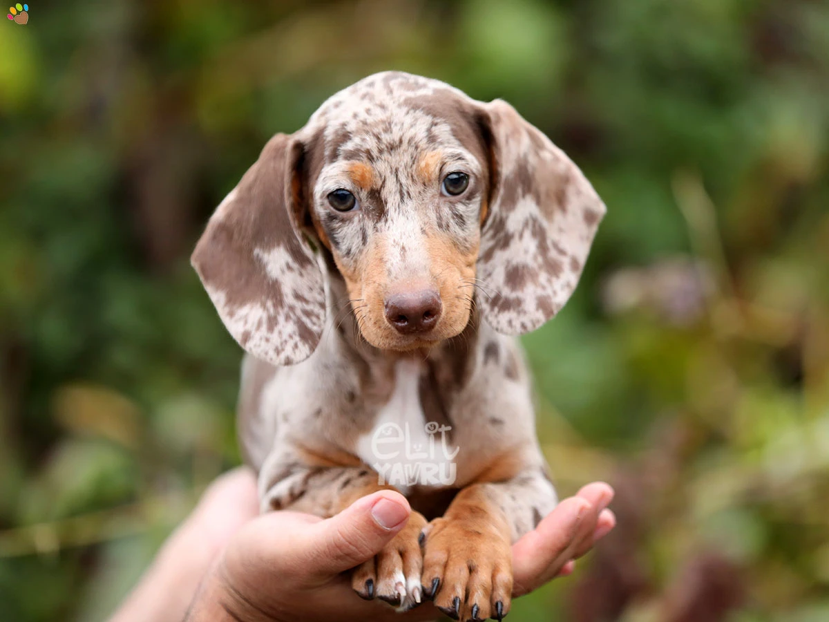 Dachsund Benjamin 1