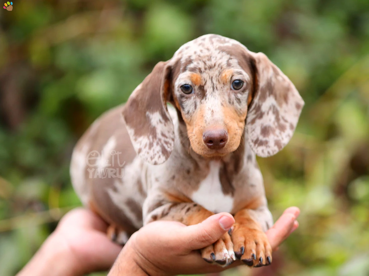 Dachsund Benjamin 2