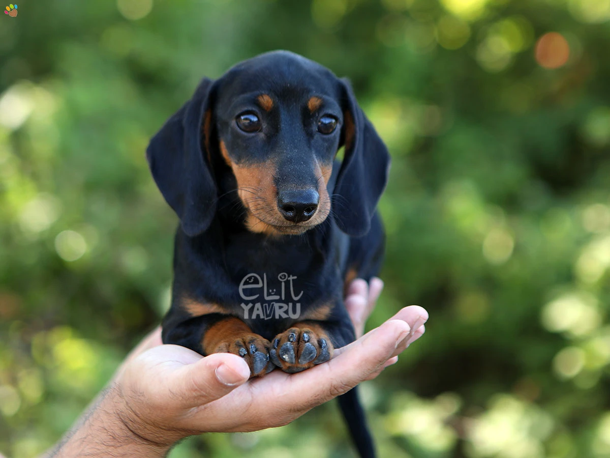Dachsund Diablo 4