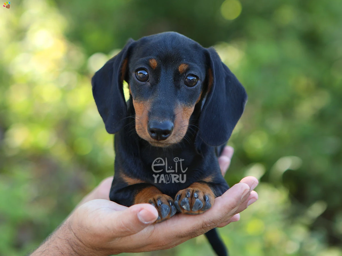 Dachsund Diablo 2