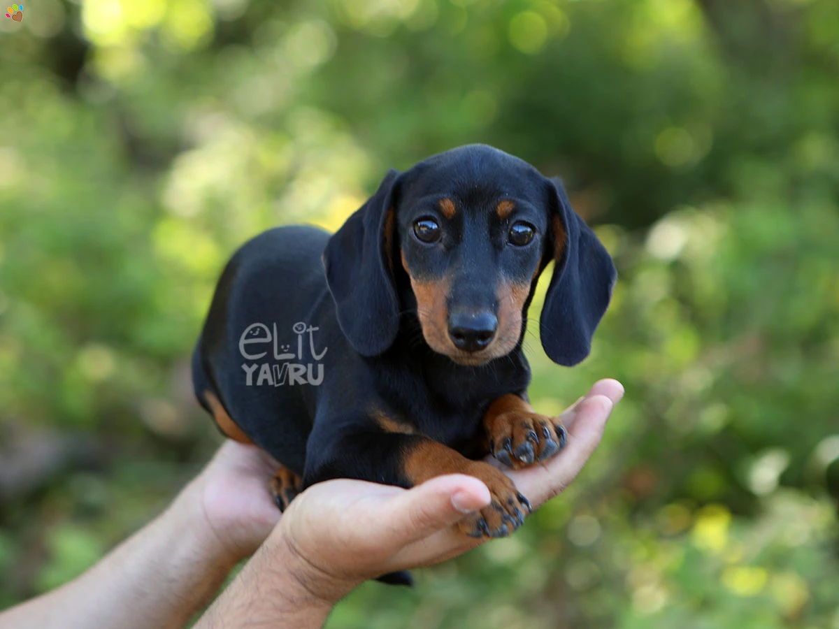 Dachsund Diablo 3