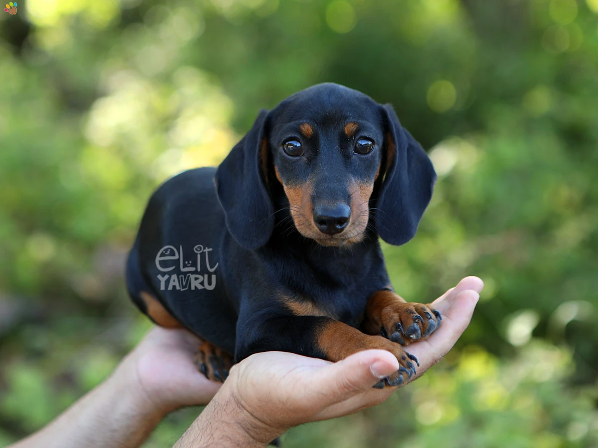 Dachsund Diablo