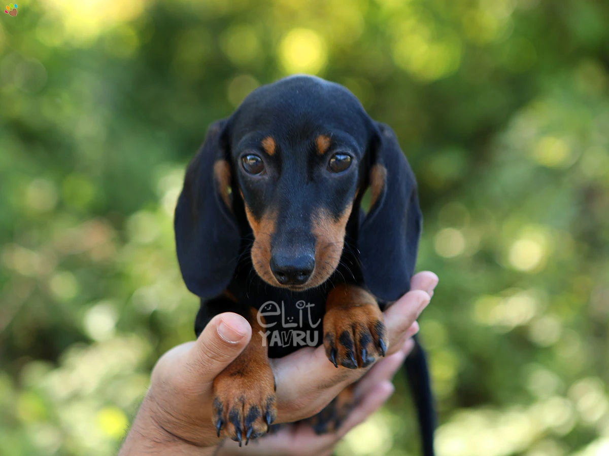 Dachsund Diego 2