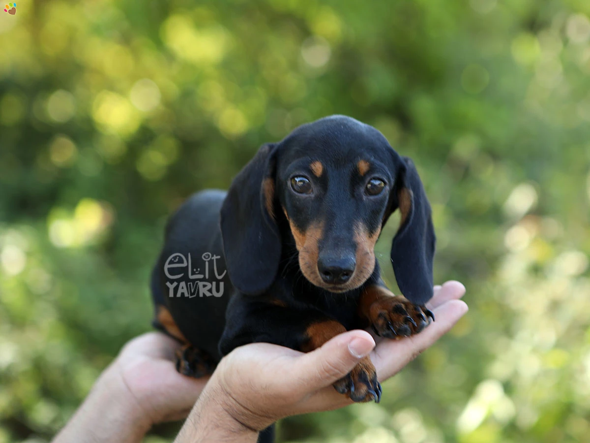 Dachsund Diego 3