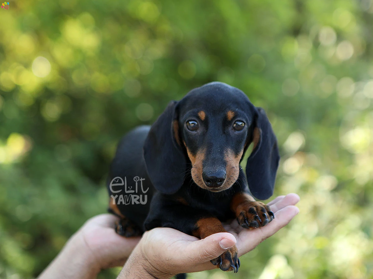Dachsund Diego 1