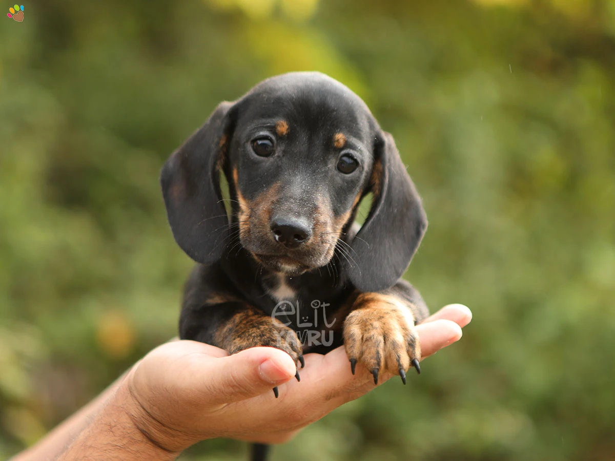 Dachsund Dino