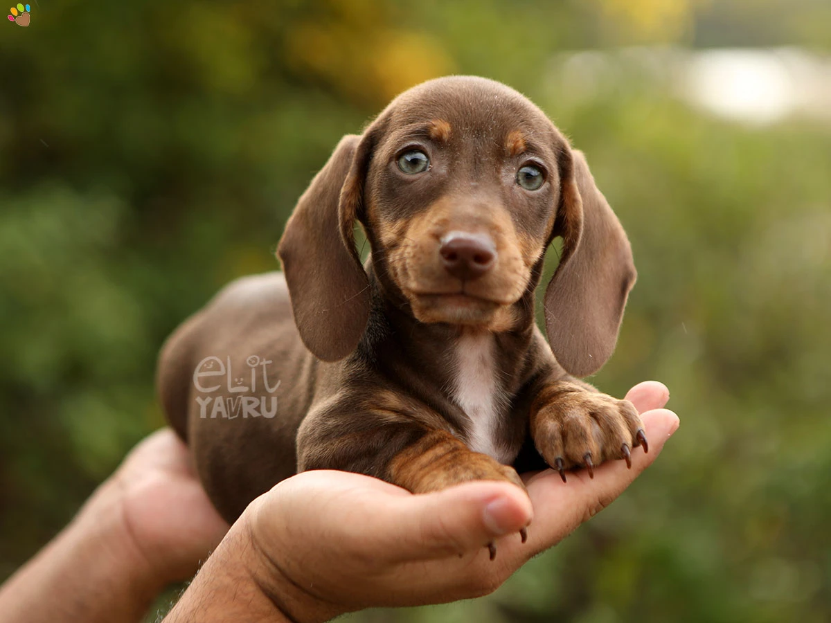 Dachsund Dior 2