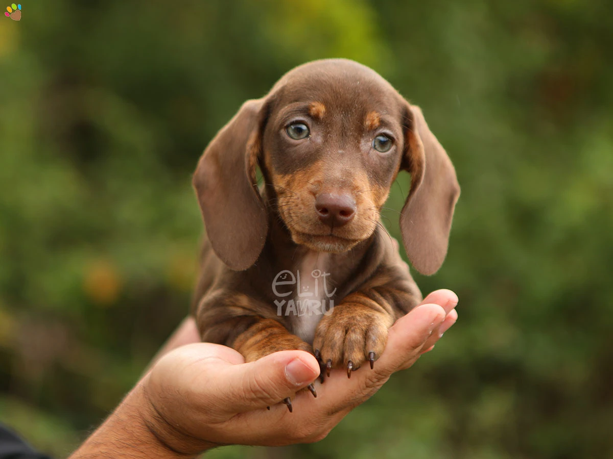 Dachsund Dior