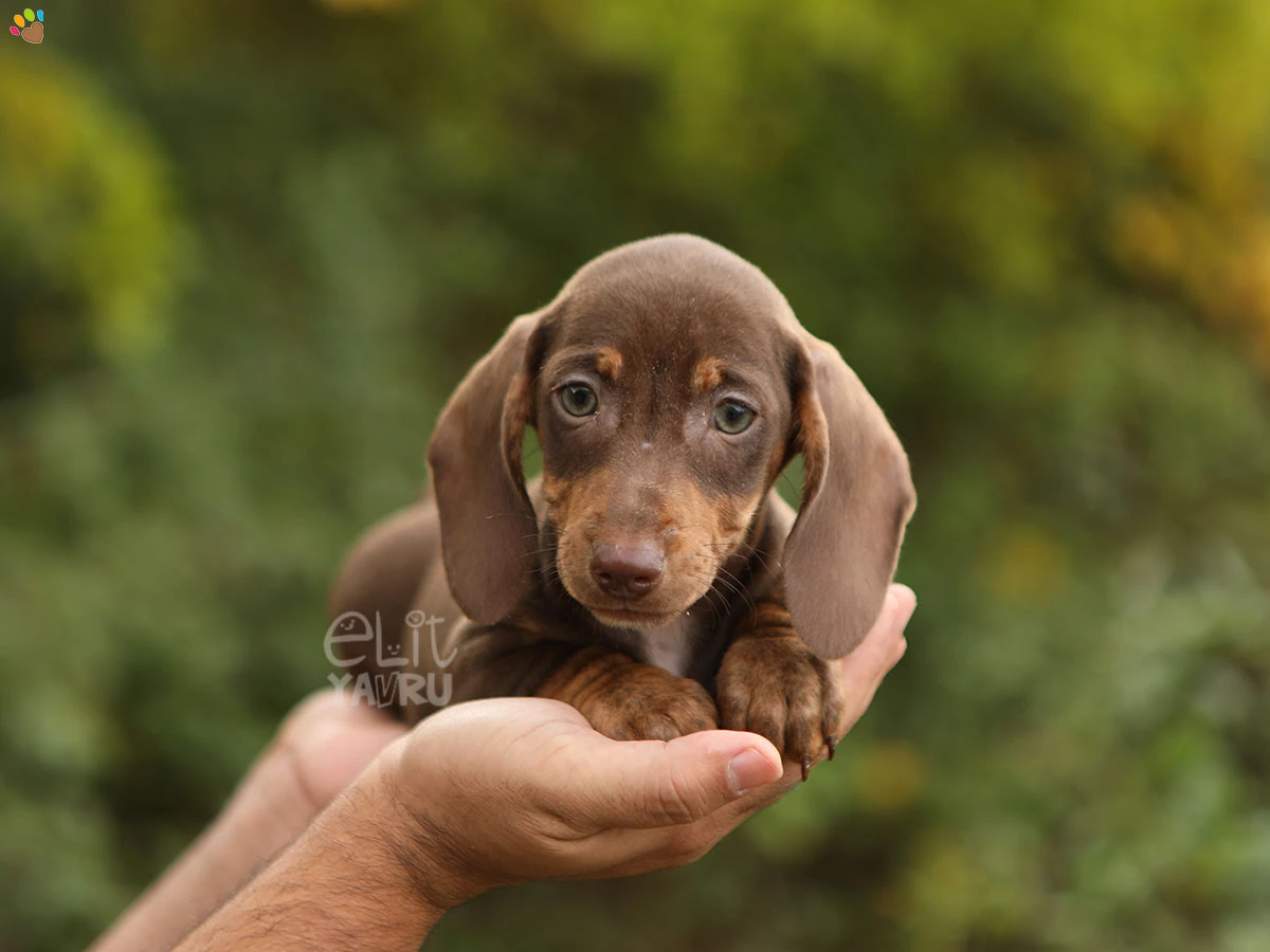 Dachsund Dior 1