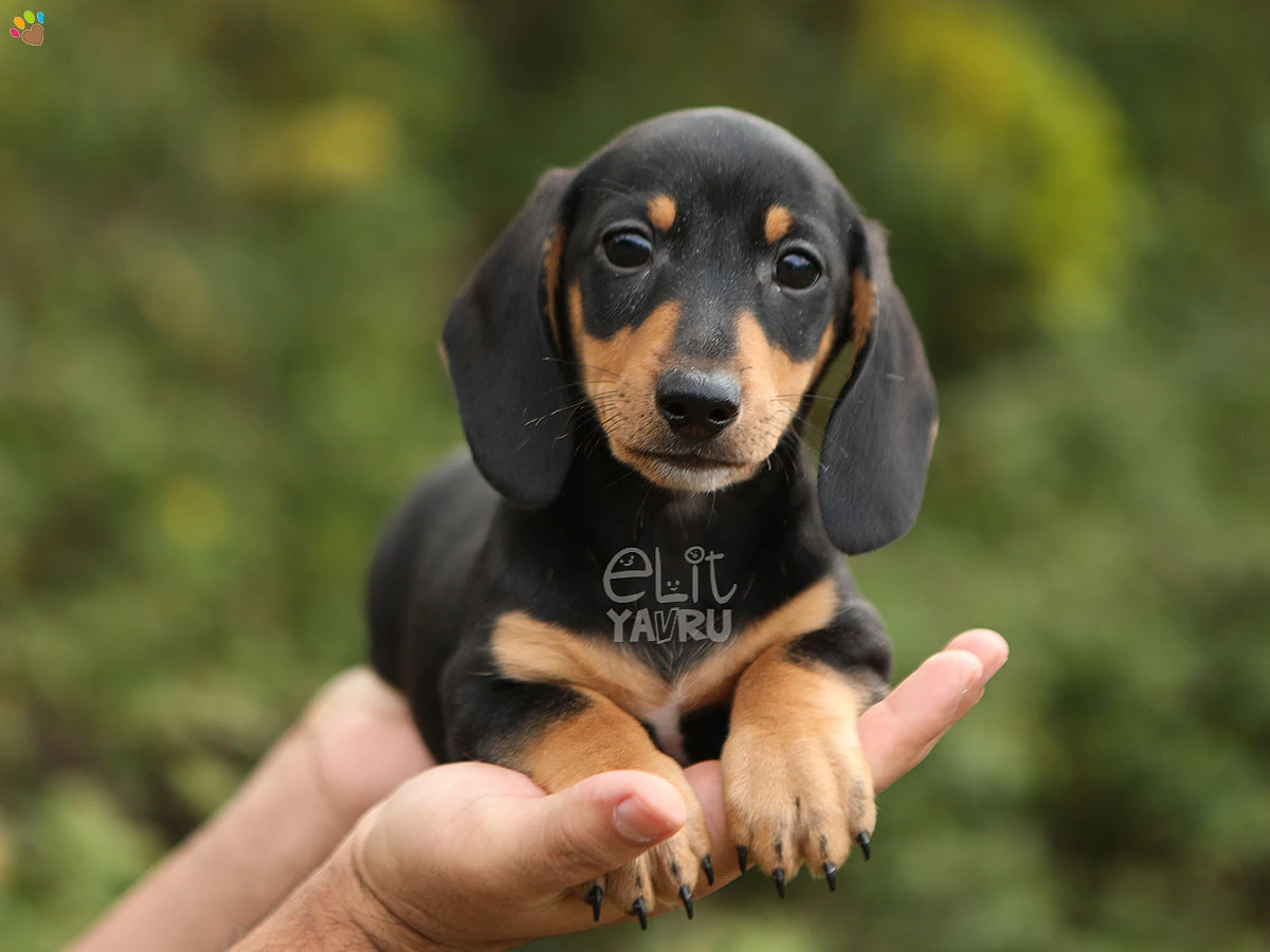 Dachsund Dobby