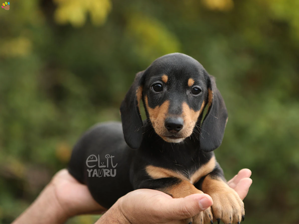 Dachsund Dobby 1