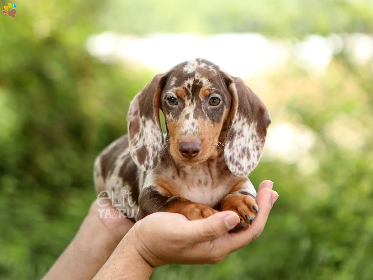 Dachsund Duke