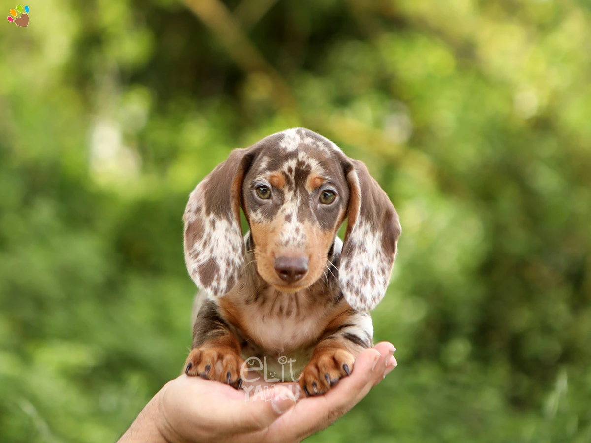 Dachsund Duke 1