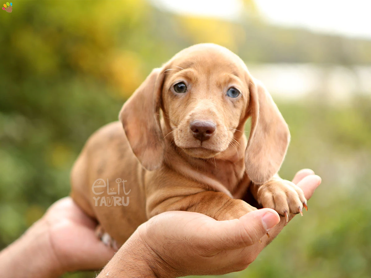 Dachsund Jenny 2