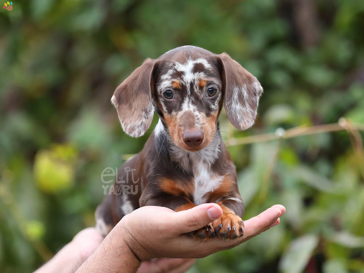 Dachsund Becks 3