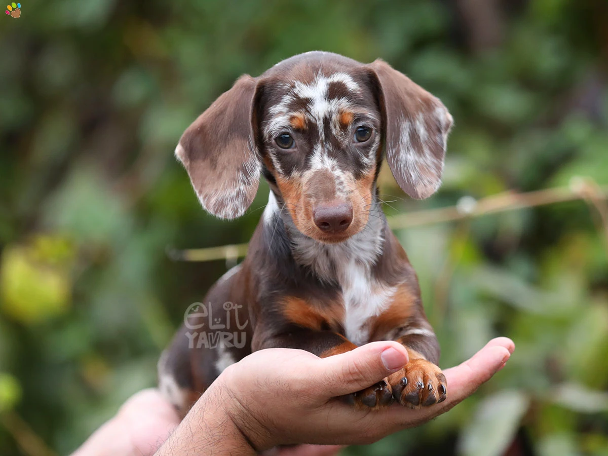 Dachsund Becks 1