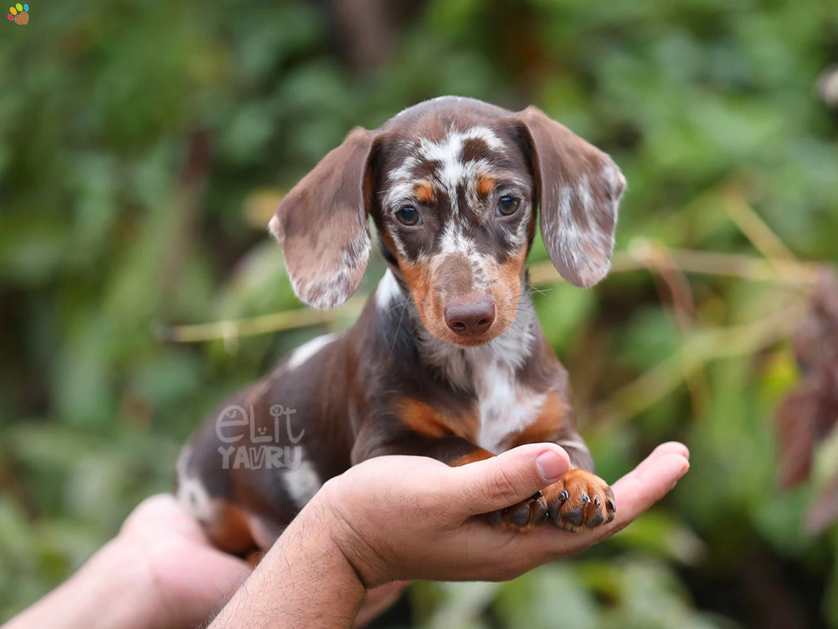 Dachsund Becks 2