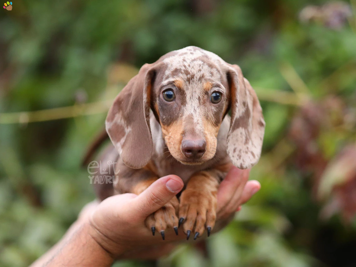 Dachsund Blade 3