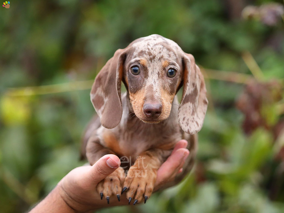 Dachsund Blade 1