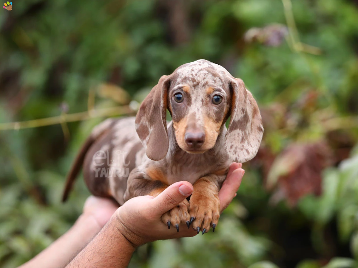 Dachsund Blade 2