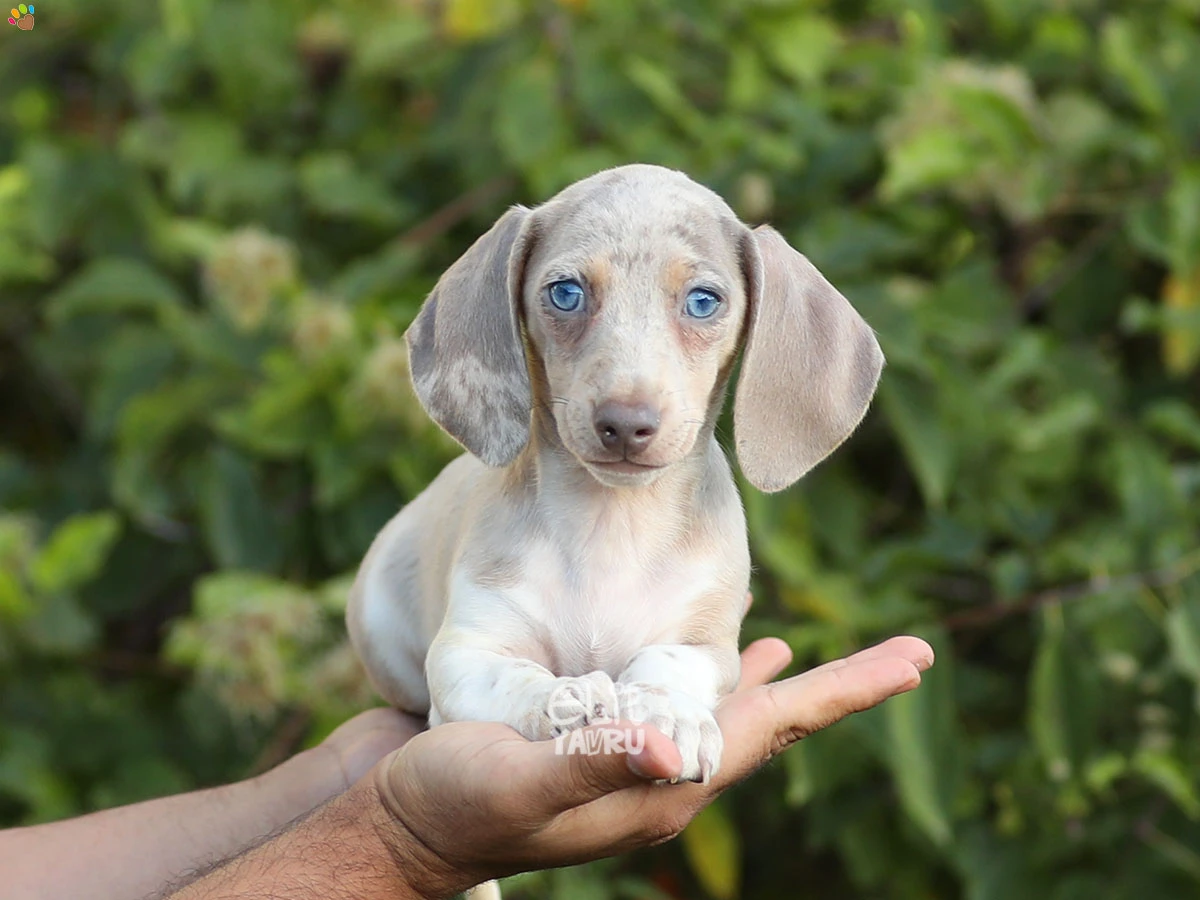 Dachsund Daniel