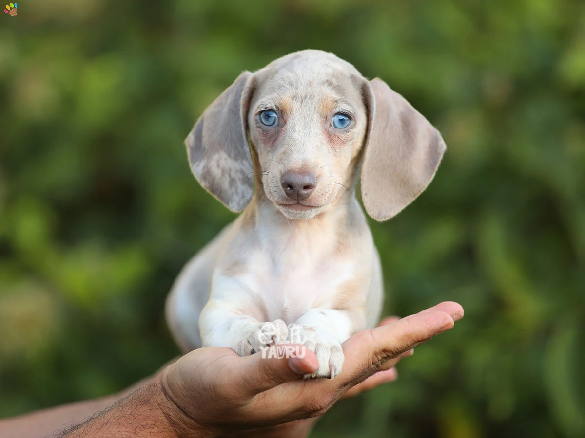 Dachsund Daniel 3