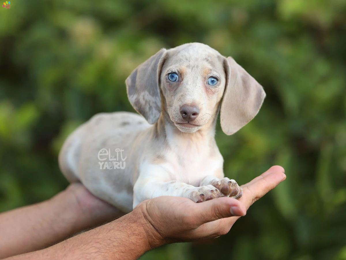 Dachsund Daniel 1