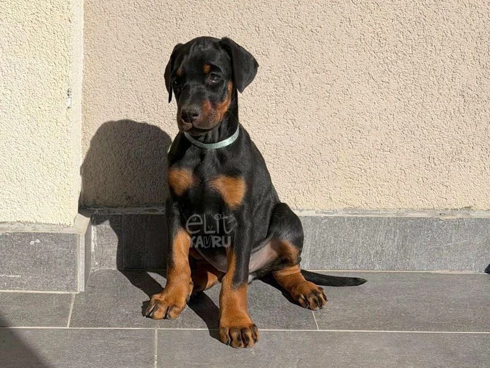 Doberman Zoya 1